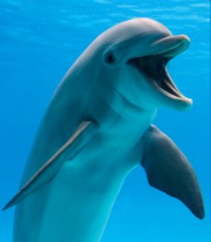 poster Family Vacation Dophins 2009